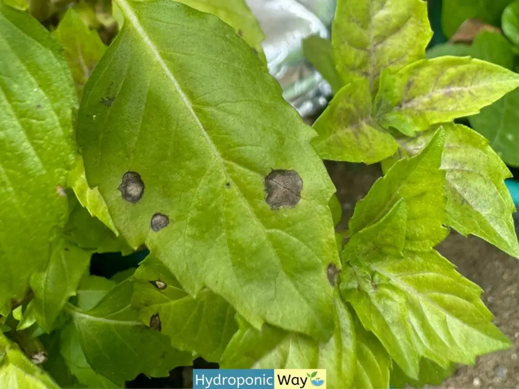 Basil leave with yellow and brown patches due to downy mildew