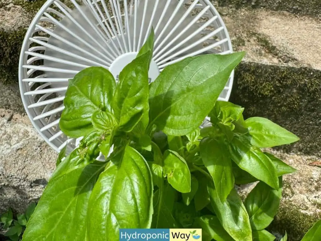 Using fans to increase airflow around basil leaves