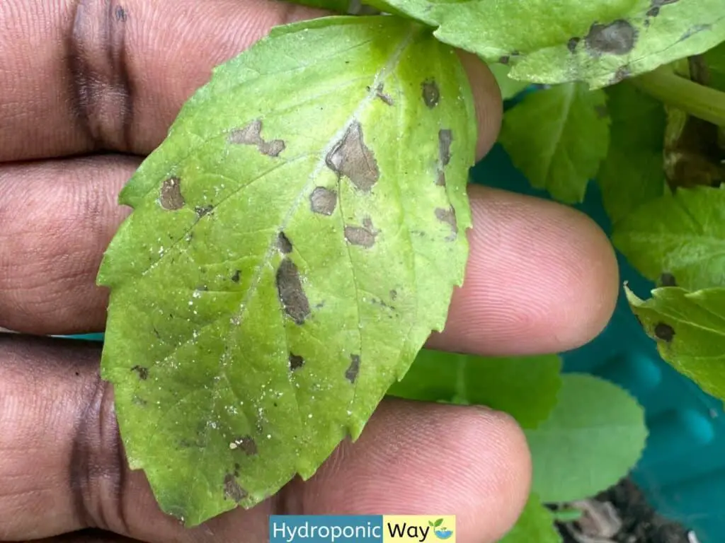 Basil leave with downy mildew symptoms starting to wilt