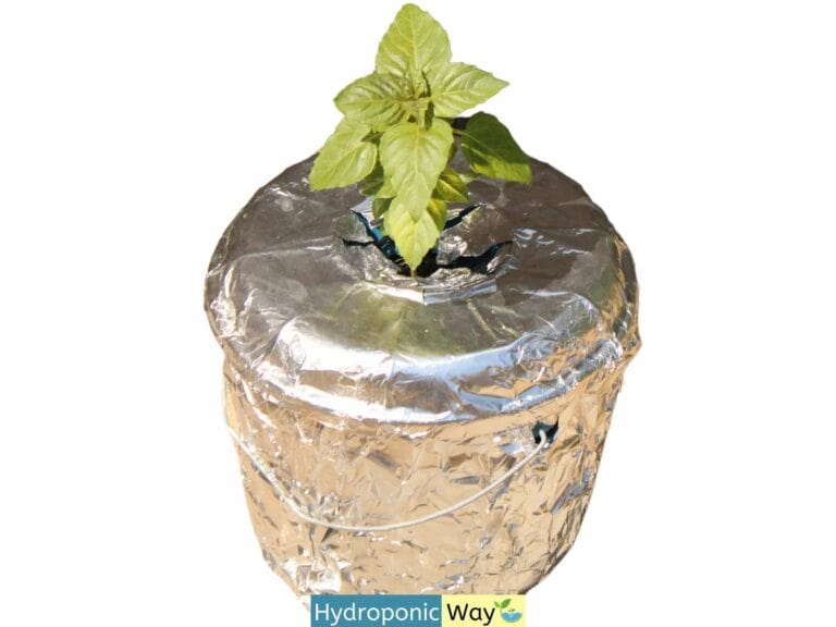 The Ultimate Guide to Grow Basil Using The Kratky Method