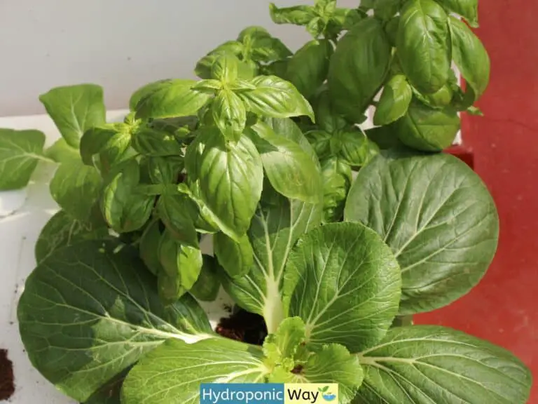 Basil As A Companion Plant: 5 Plants You Can Grow With Basil For Best Results.