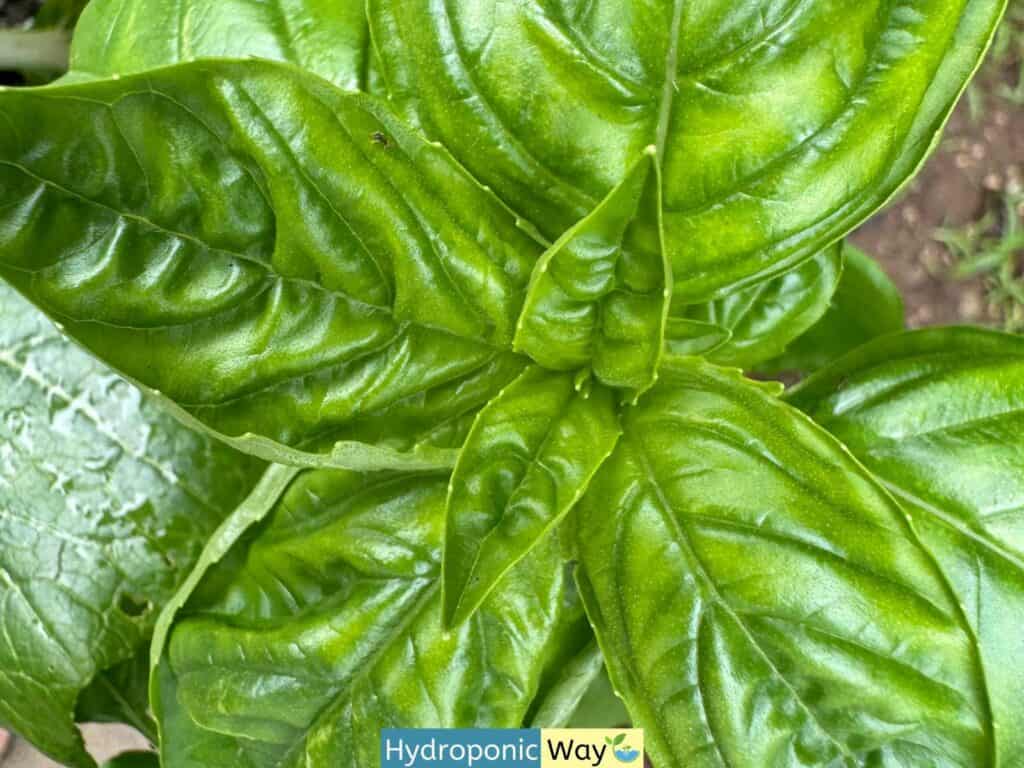 Basil with interveinal chlorosis as a result of nutrietn management mistakes