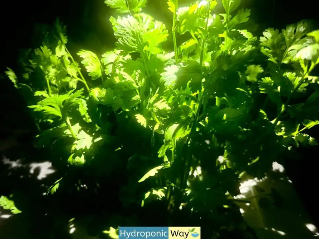 Growing cilantro indoors using hydroponics.