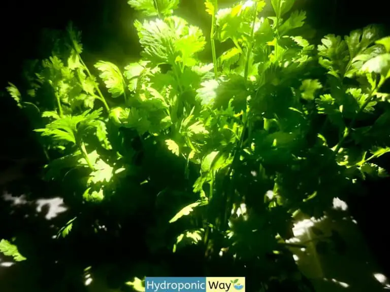 Ultimate Guide to Grow Cilantro Indoors Using Hydroponics?