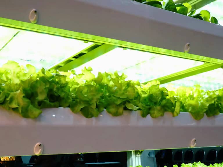 Grow light distancing: How far should grow lights be from plants?