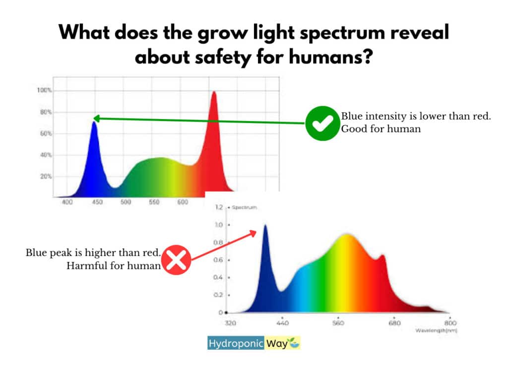 An infographic comparing two grow light spectrum graphs and their implications for human safety. The upper graph shows a spectrum with a red peak significantly higher than the blue peak, marked with a green check and labeled 'Blue intensity is lower than red. Good for human.' The lower graph depicts a spectrum with a blue peak higher than the red peak, marked with a red cross and labeled 'Blue peak is higher than red. Harmful for human.' The infographic emphasizes the importance of selecting grow lights with lower blue light intensity for better human safety, with the Hydroponic Way logo included.