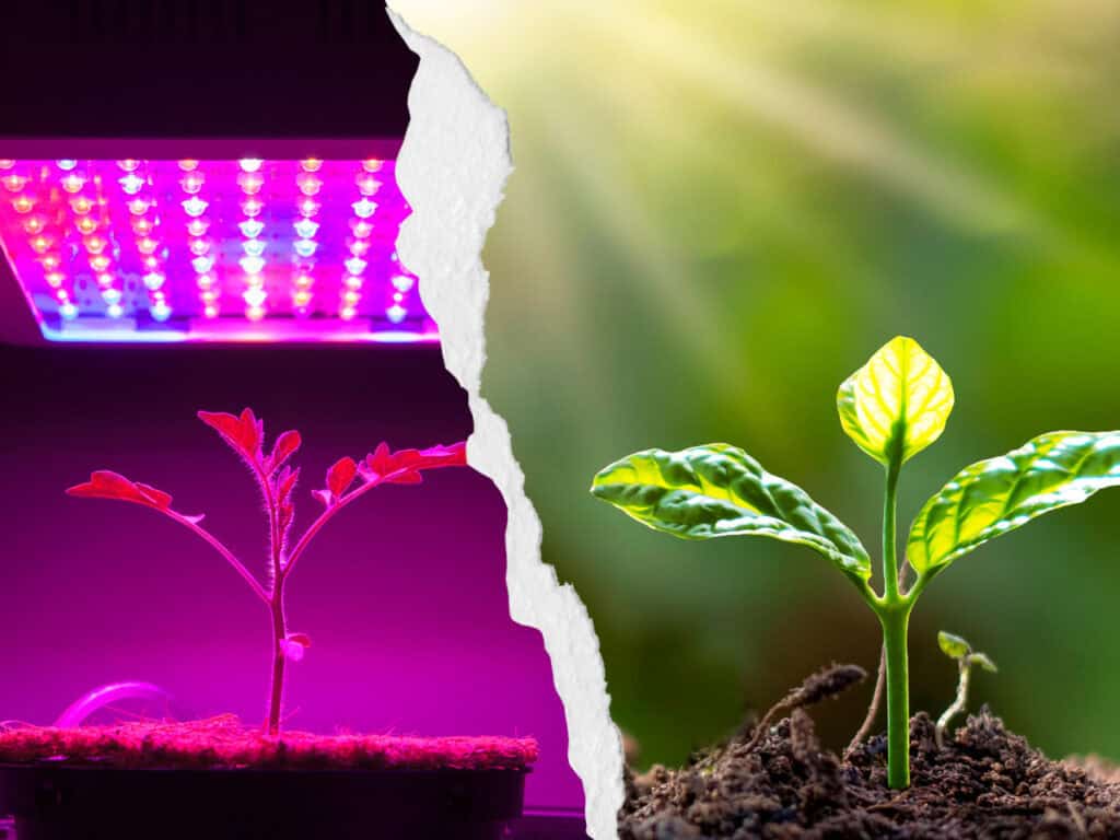 Comparing grow lights vs sunlight