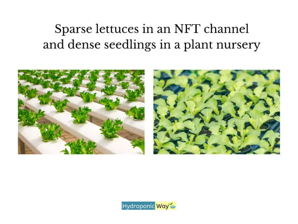 Sparse lettuces in an NFT channel 
and dense seedlings in a plant nursery. It tells that we can grow more seedlings than lettuces in their vegetative stage. Thus, we can grow more seedlings with a 100W LED grow light than lettuces. 